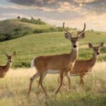 Nebraska Hunting opening Dates announced