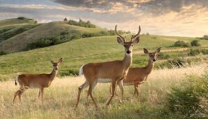 Nebraska Hunting opening Dates announced