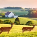 Ohio landscape with few deers during hunting season