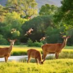 Kansas Wildlife Area deer feeding in beautiful woodland during hunting season