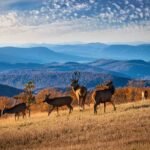 Deer and elk grazing in the lush fields of Shenandoah Valley, Virginia, with various bird species during hunting season