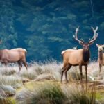 Deers and elk in Olympic Peninsula, Washington during hunting season