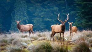 Deers and elk in Olympic Peninsula, Washington during hunting season