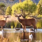 Deers in New Mexico Gila National Forest along with waterfowl birds
