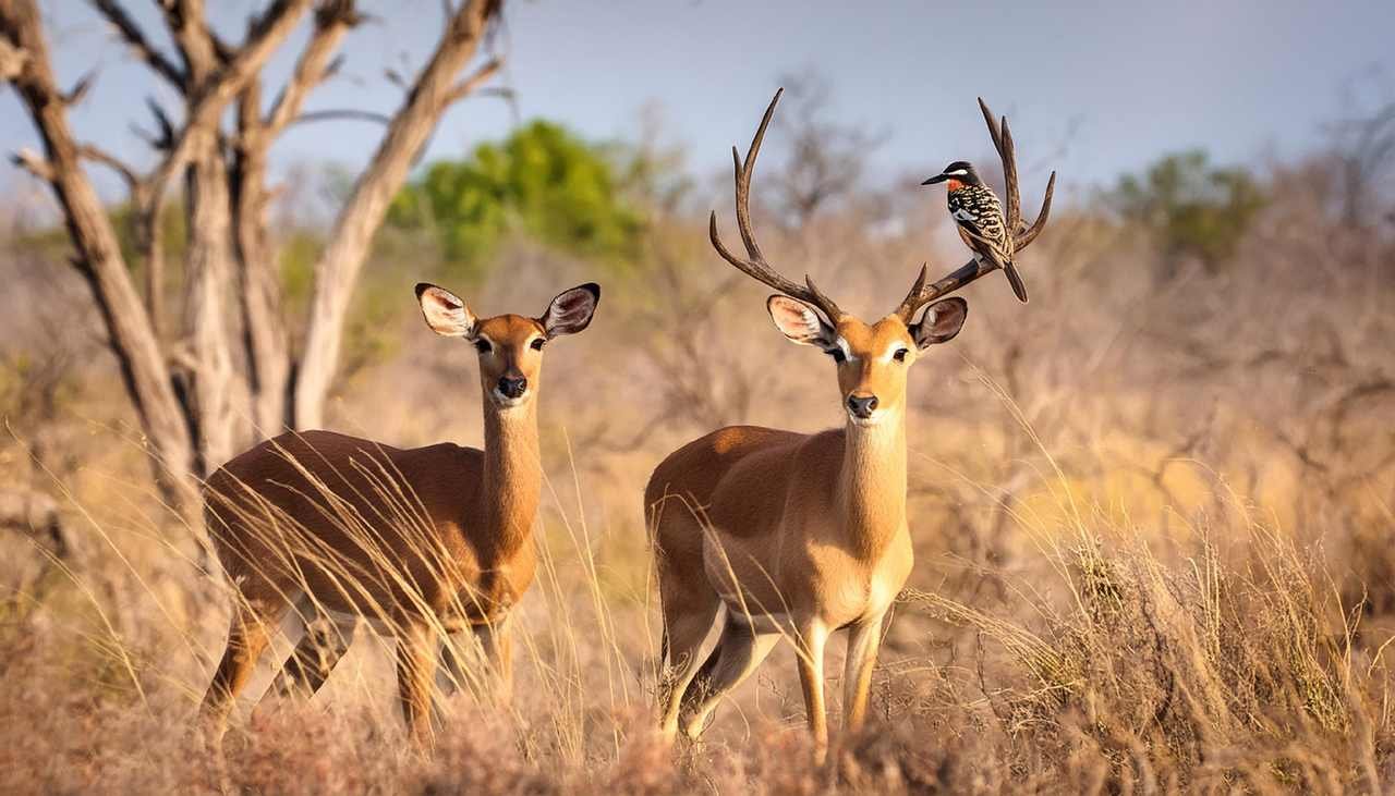 Deers with few birds Wichita Mountains Wildlife Refuge, Oklahoma