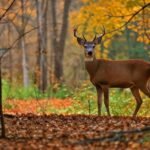 Essential Guide Vermont's Hunting Seasons and Regulations