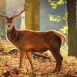 A majestic deer standing in Wisconsin Chequamegon-Nicolet National Forest during hunting season, with leaves and branches surrounding it