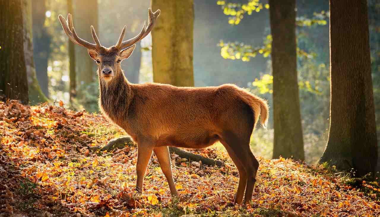 A majestic deer standing in Wisconsin Chequamegon-Nicolet National Forest during hunting season, with leaves and branches surrounding it