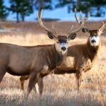Two majestic deer with massive horns and beautiful eyes in Colorado, Pike National Forest during hunting season