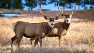 Two majestic deer with massive horns and beautiful eyes in Colorado, Pike National Forest during hunting season