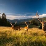 White-tailed deers in Pocahontas County, West Virginia during hunting season