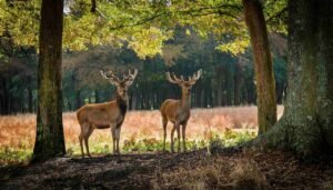 Majestic deer standing in a natural setting in Sussex County, Delaware during hunting season