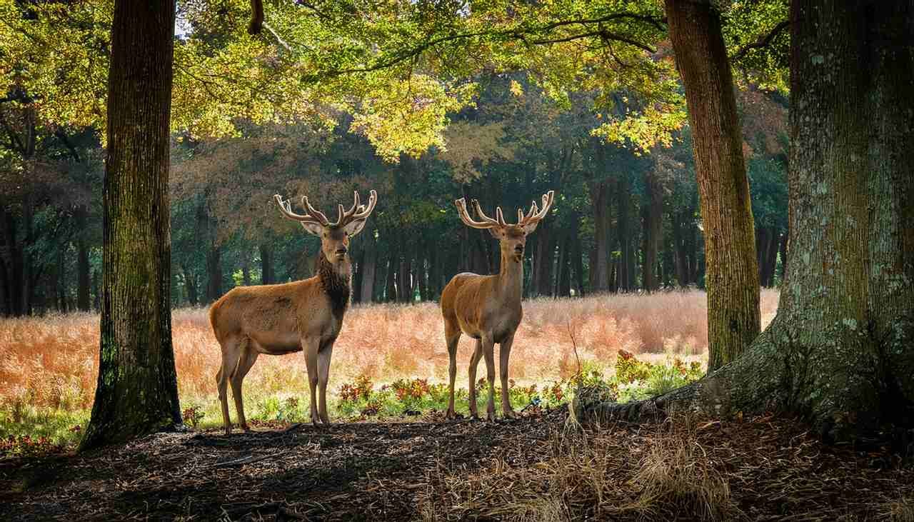 Majestic deer standing in a natural setting in Sussex County, Delaware during hunting season