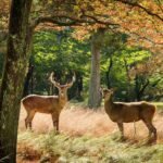 Two majestic deers standing in a natural setting near Black River area new jersey during hunting season