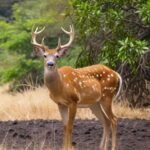 Hawaiian wilderness in the midst of hunting season